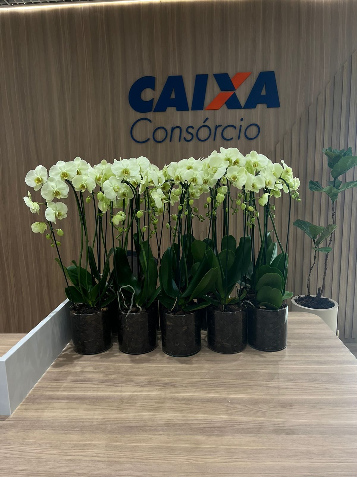 Paisagismo Corporativo - foto 37